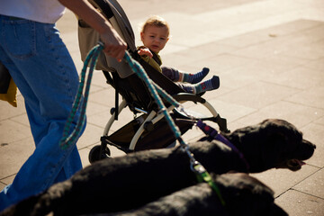 Portrait of a little boy and dogs on a walk