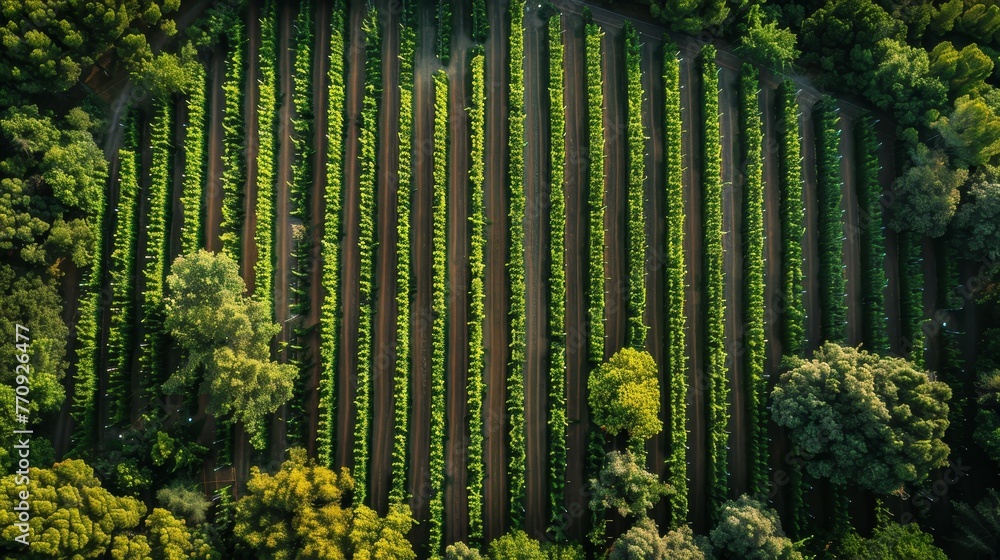 Poster a lush green field with rows of grape vines. concept of abundance and growth, as the vines are thriv