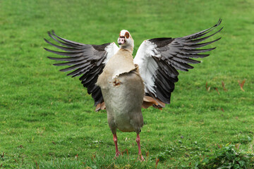 Frontal portrait of an adult Nile or Egyptian goose (Alopochen aegyptiaca) with wings spread - 770927241
