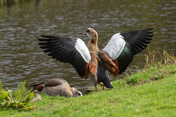 Rear portrait of an adult Nile or Egyptian goose (Alopochen aegyptiaca) with wings spread - 770927298