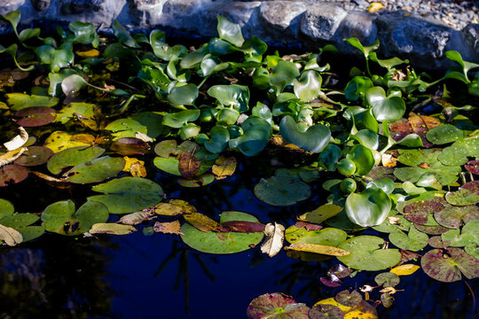 Water lilies in the lake. Autumn plants in water. Aquatic plants