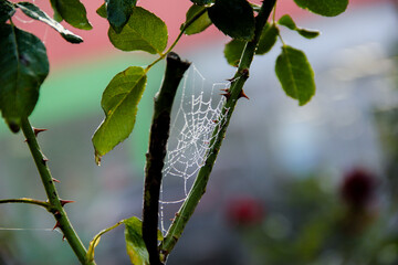cobweb with drops of dew on the stems of a rose. leaves and stems with rose thorns