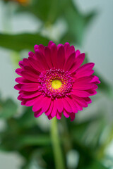 Barberton daisy (Gerbera jamesonii)