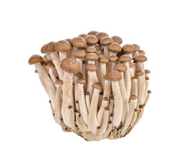 brown beech mushroom, Shimeji Mushrooms transparent png