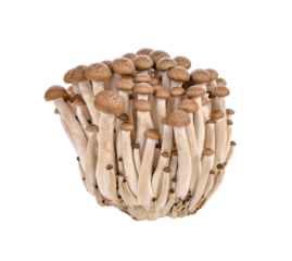 brown beech mushroom, Shimeji Mushrooms transparent png