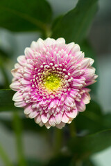 Close up of a Gerbera (cultigen)flower