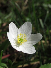 Zbliżenie na biały kwiat zawilca
