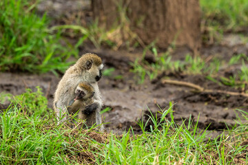 Monkey in masai mara reserve in kenya