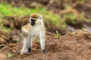 Monkey in masai mara reserve in kenya