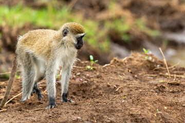 Monkey in masai mara reserve in kenya