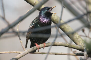 singing starling