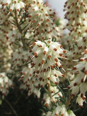 Zbliżenie na białe kwiaty rośliny z gatunku wrzosiec © Kumulugma