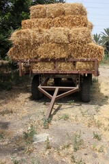 Straw is the dry stems of cereal crops remaining after threshing.