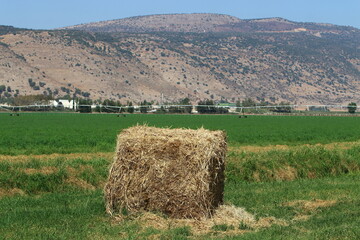 Straw is the dry stems of cereal crops remaining after threshing.