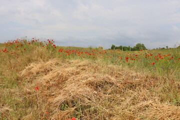 Straw is the dry stems of cereal crops remaining after threshing.