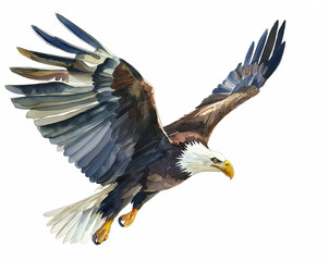 Illutration of Bald Eagle flying in style of watercolor on white background