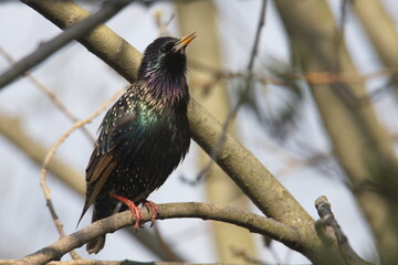 spring starling song