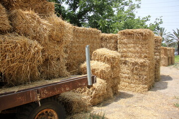 Straw is the dry stems of cereal crops remaining after threshing.