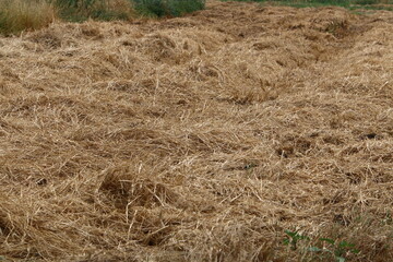 Straw is the dry stems of cereal crops remaining after threshing.