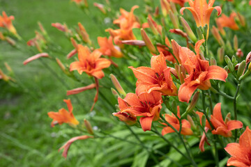 Yellow orange flowers of the daylily in summer garden