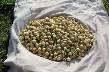fresh harvest of rustic onions drying in the sun