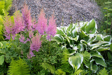 Pink astilba plant flowers in the garden