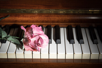closeup of a pink and red silk rose on a piano keyboard with dramatic lighting