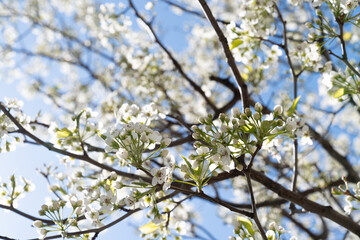 spring tree branch with flowers