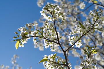 blossoming cherry tree