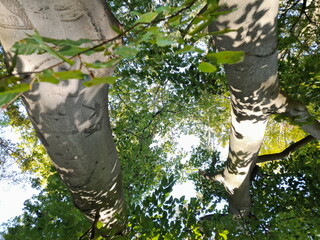Baum, Stamm und Krone