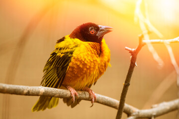 Black-headed Weaver