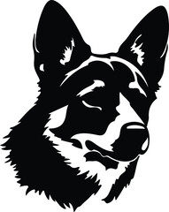 Obraz premium Swedish Vallhund portrait
