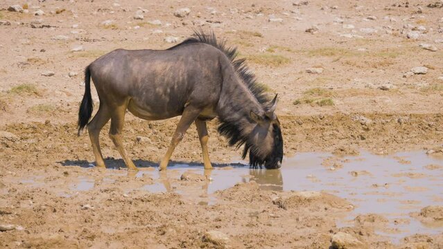 Blue Wildebeest (Connochaetes taurinus) drinking from a muddy waterhole, Etosha National Park in the dry season, Namibia
