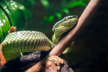 Temple Vipers feed on small mammals
