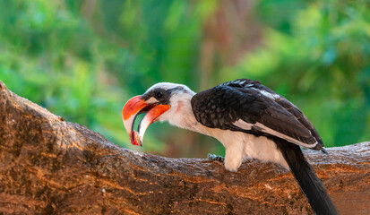 Naklejka premium Hornbills are found in Africa and Asian and live in tropical and subtropical forests.