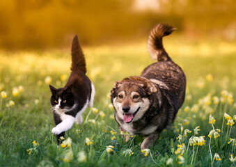 cute domestic cat and dog run together and quickly across the spring meadow