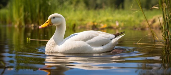 Obraz premium A white waterfowl with a yellow beak is gracefully swimming in a serene pond, surrounded by lush green grass. The ducks feathers glisten in the sunlight against the natural landscape
