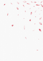 1785x2526-06__Pudra_sakura3_01.eps