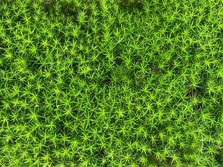 Star moss forest 