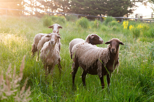 sheep