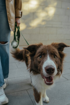 Unrecognizable woman with adorable Border Collie dog
