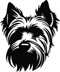 Fototapeta premium Yorkshire Terrier portrait