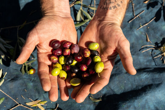 Hand full of olives