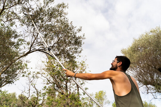  man picking olives from tree