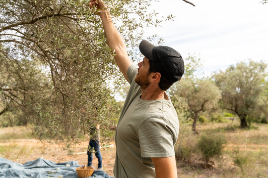 Olive Harvest in Spain
