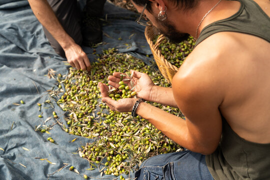 authentic olive picker