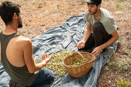 Olive harvest hand-picked 