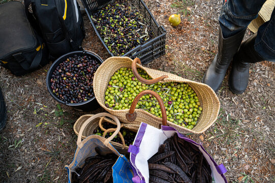 Olive harvest basket