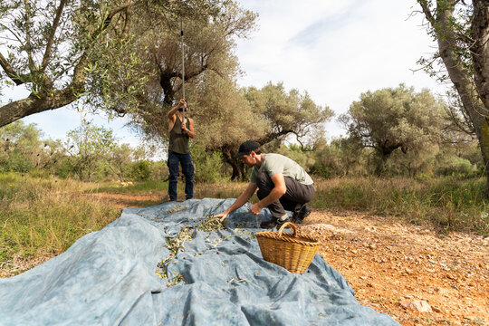 Olive harvest hand-picked 