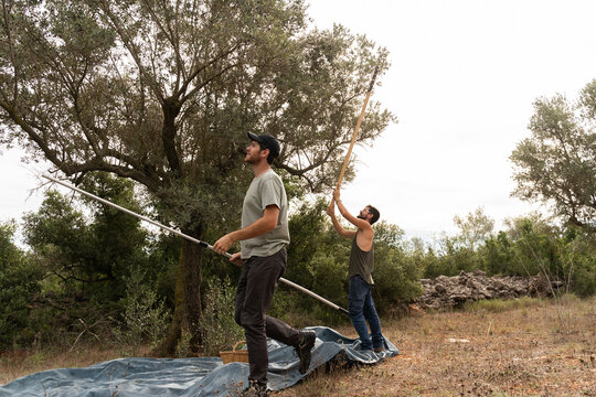 olive farmers harvests olives 